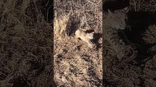 Great Spots On This Cat! #trapping, #hunting #coyote #predator