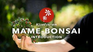 MAME-BONSAI special with Morten Albek.