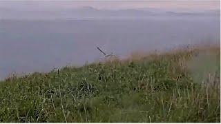 Royal Albatross ~ TOP FLAT CHICK TF FLEDGES! Congratulations & Safe Travels!     9.23.24