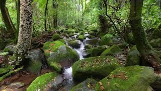 Forest Stream / Relaxing Birdsong - Relax/ Sleep/ Study