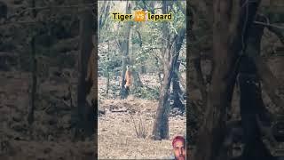 #leopard #animals #tiger #wildr #leopardtreeclimbing