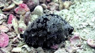 Русский Дайвинг на Фукуоке #Дайвинг #Фукуок #SeamenDivers
