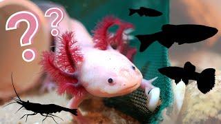 What Can You Keep With an Axolotl?! | The BEST Axolotl Tankmates