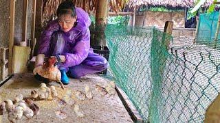 save living chicks in heavy rain, gardening taking care of pigs on the farm | mountain life