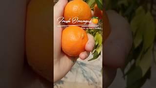 Garden Fresh Oranges #review #organicfruit #gardenfresh #freshorange #trendingshorts #youtubeshorts