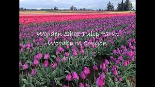 2024 Wooden Shoe Tulip Farm