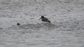 Oystercatcher Birds, Long Island N Y June 11 2023 Video by ARTPHOT