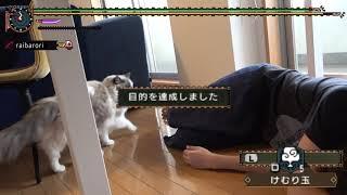 【モンハン】家で飼ってる猫が悪魔ネコなやつ。