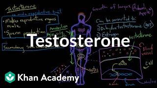 Testosterone | Reproductive system physiology | NCLEX-RN | Khan Academy