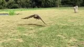 Lavenham falconry the raptor conservancy