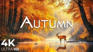 AUTUMN • 4K Nature Relaxation Film  Healing Relaxing Music • 4k Video UltraHD