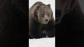 Grizzly Boar-#best #nature #naturephotography  #Tetons #Yellowstone #shorts #wildlife #bear #animals