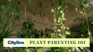 6 beginner tips for mindful plant parenting