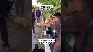 Aksi Heroik Seorang Sekurity Saat Menangkap SeEkor Ular Piton Besar Di Komplek Perkantoran
