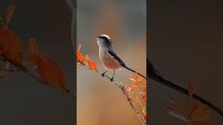 قرقف طويل الذيل  Long-tailed Tit