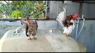 Malaysian Serama # Exotic Fancy Chicken In India # Fancy Chicken # Fancy Hen # Bantam # Japanese