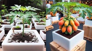 How to grow super dwarf papaya for beginners | Papaya air layering method