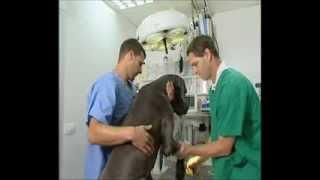 ImmunoComb VacciCheck Instructional Video
