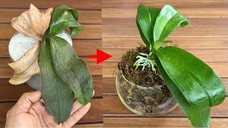 You Will Be Amazed When You Revive Soft Leaves Orchid With This Secret