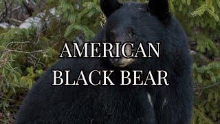 FACTS to KNOW about AMERICAN BLACK BEAR: Nature Unleashed!!! #shorts #facts