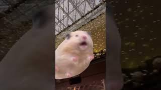 Hamster #hamsterkombat #hamsters #cutehamsterloveee #cutenessoverload #animallover #starhacker