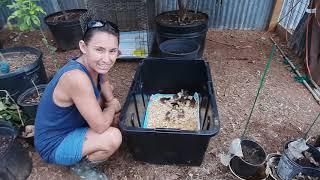 Lets talk about Guinea Hens (Raising Keets)