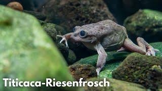 Titicaca-Riesenfrosch - Hodensackfrosch | Liquid Nature Fisch/Frosch Vorstellung