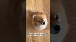 Who's Your Daddy?DNA Testing My Dog to Find Out! #shorts #dog
