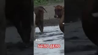 Было дело. После кина. Авторское чтение. Анатолий Стреляный @UHOLOS #Short