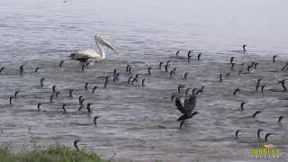 Palican & cormorant hunting fish | Kaziranga | #junglesafari #kaziranga #birds #palican