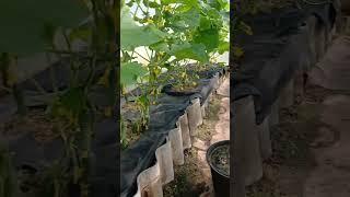 Секрет хорошего урожая огурцов