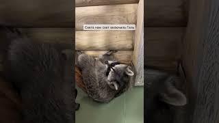 Как отдыхают еноты после бассейна