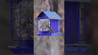 How Pretty is This Purple Bird Feeder?!?  #kingsyard #birdfeeder