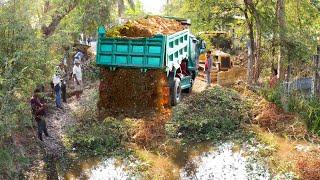 Beautiful Project Small Pond Filling By Bulldozer Cooperate Truck To Remove The Water