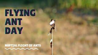 Natural Wonders: Flying Ant Day