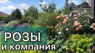 Цветение роз,чубушников, многолетников.Обзор сада с названиями растений.HD качество.Дневник садовода