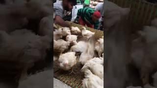 Broiler Chicken Sale Day || Poultry Farming and Catching Broilers, #broiler #poultry #vetinfo