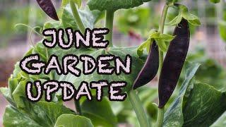 June Garden Update