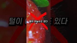 당신이 몰랐던 딸기의 비밀 #shorts