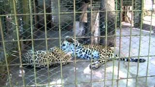 Yaguarete "Refugio el Puma"