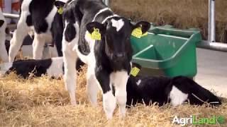 Teagasc Green Acres Calf to Beef: Feeding calves correctly
