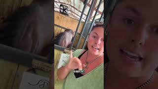 Do I desensitize my young horses? Here’s how it works on my farm!