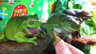 Delicious Christmas Dinner with the Stickyfrogs!