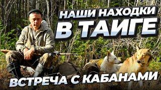 Наши находки в тайге. Встреча с кабанами.