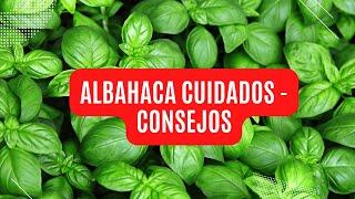 PLANTA ALBAHACA - CONSEJOS CUIDADOS Y DE LAS MEJORES REPELENTES NATURALES