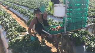 Watch how fast the TOP PICKER in a strawberry farm picks! トップピッカーの苺ピッキングのスピード