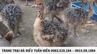 0983519184 TRANG TRẠI ĐÀ ĐIỂU TUẤN HIỀN cung cấp đà điểu giống tốt đà điểu thịt giá rẻ chất lượng