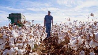 Fields of Joy | Texas Cotton 2021