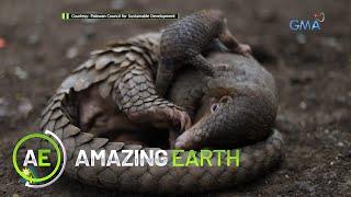 Amazing Earth: The alarming illegal trading of Philippine Pangolin