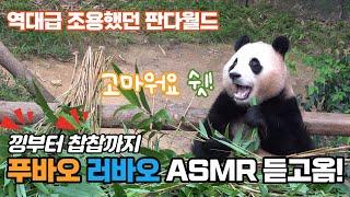 에버랜드 판다월드 판다월드가 조용하면 생기는 일! 푸바오 러바오 생생한 소리가 담겼어요! 음악도 사치ㅠㅠ / 생일축하해 레시 Baby Panda Fu Bao